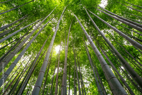Low angle view image of bamboo forest in Arashiyama, Japan