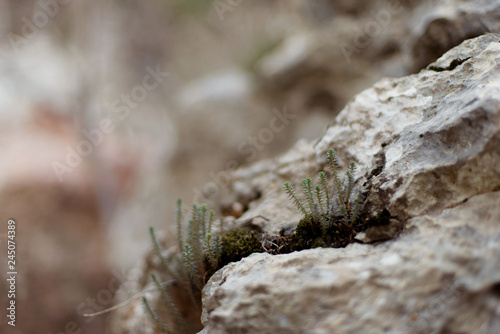 Macro shooting of plants in the mountains. Yellow flowers. Snowdrops. Stones covered with green moss. Small shoots of plants. Stones in the grass. Dry twigs lying on the ground. photo