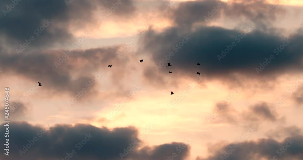 Spectacular flock of birds flying at sunset with nice clouds and dramatic sky in slow motion