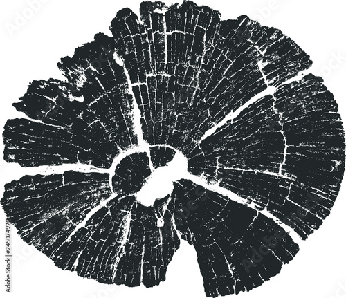 Tree Trunk