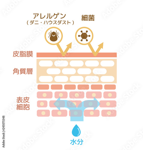 皮膚断面図 / 健康な皮膚イラスト