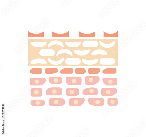 Sectional view of the skin. wounded skin illustration (No text)