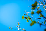 Texture background, pattern. Spring landscape, the first young leaves of trees.Branch of tree with first green leaves and buds against blue sky. Spring background. Nature wakes up,Selective focus.Copy