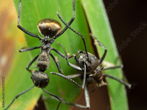 Macro Photo of Golden Weaver Ant on Green Leaf © backiris