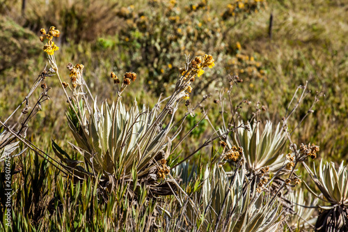 Typical vegetation of the paramo areas in Colombia