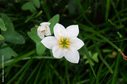 white flowers in garden