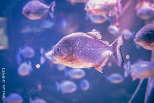 Piranha freshwater fish underwater purple pink background 