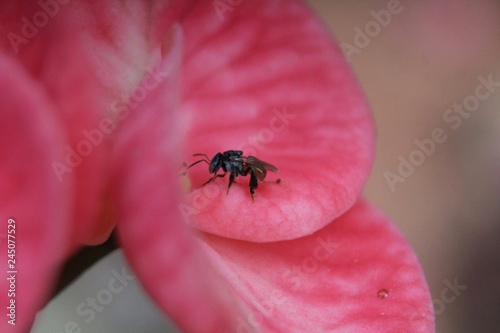  bug on flower © Ramnarayana