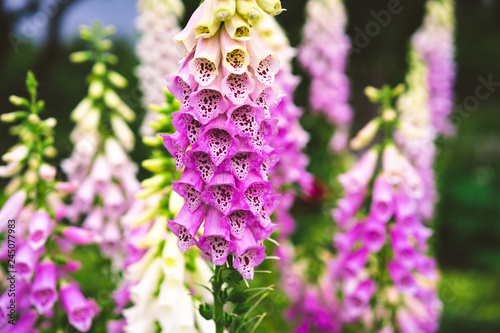 digitalis pink, garden flowers