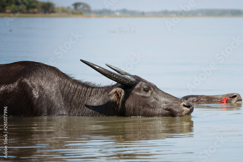 Water buffalo in the river