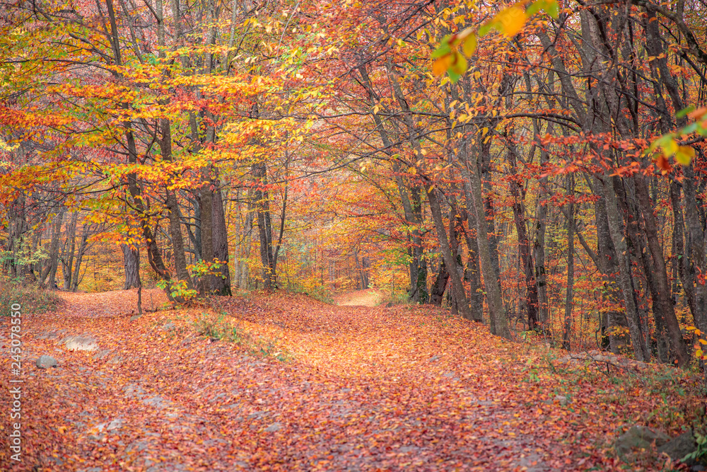 Fototapeta premium piękny las jesienią