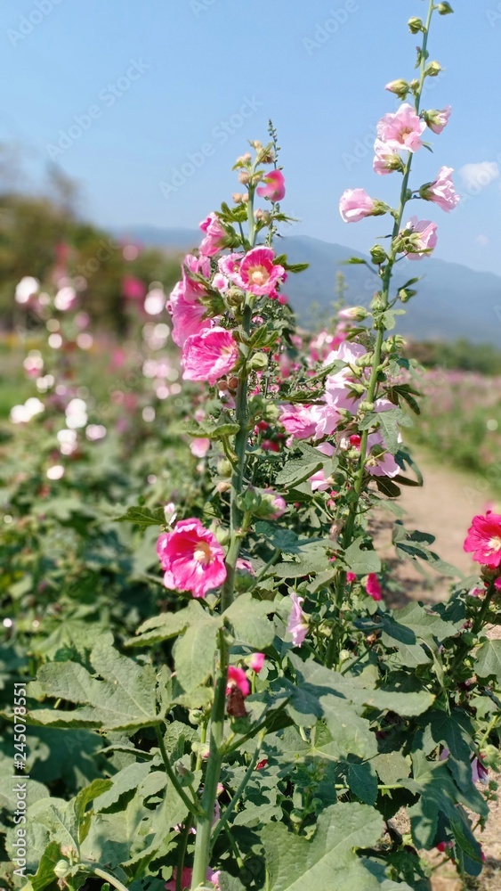 Alcea rosea volume 998566