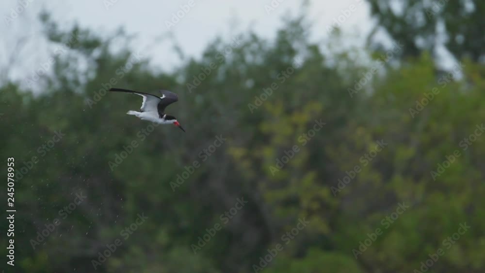 Spectacular shot of Black Skimmer bird shaking off water as it flies in slow motion over a pond