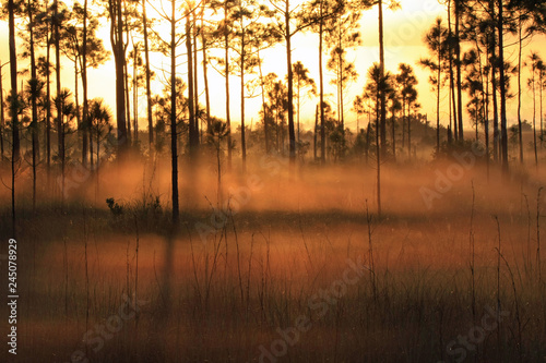 Backlit fog at sunrise in the pinelands of Everglades National Park, Florida
