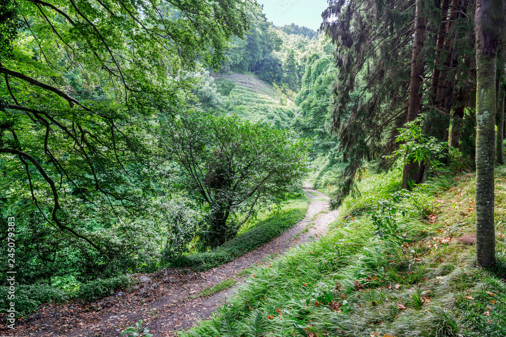 Forest with path in the national park in Georgia. Forest with path in the national park in Georgia.