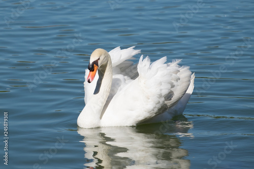 Elegance white swan float swim gliding in the lake.