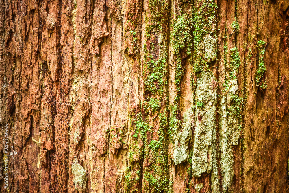 Fototapeta premium Tree trunk texture and background