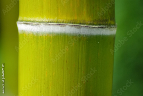 Bamboo plant trunk with burred background 