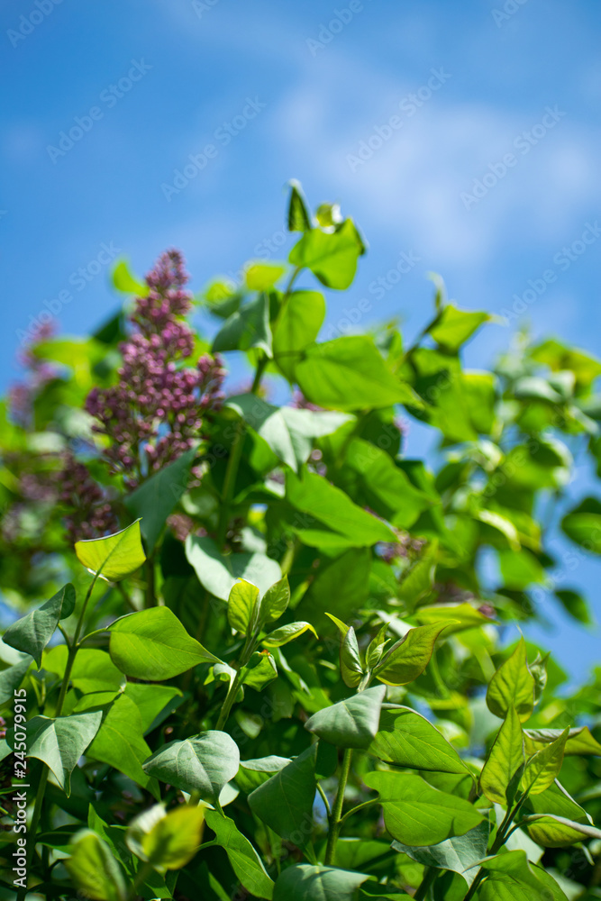 Lilac flowers. Green branch with spring lilac flowers. Delicate lilac on green natural background. Spring branch of blossoming lilac.