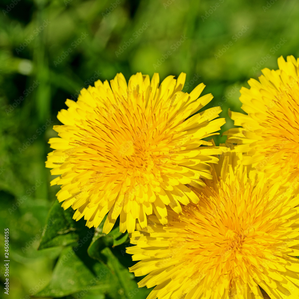 Blühender Löwenzahn, Taraxacum Blühender Löwenzahn, Taraxacum