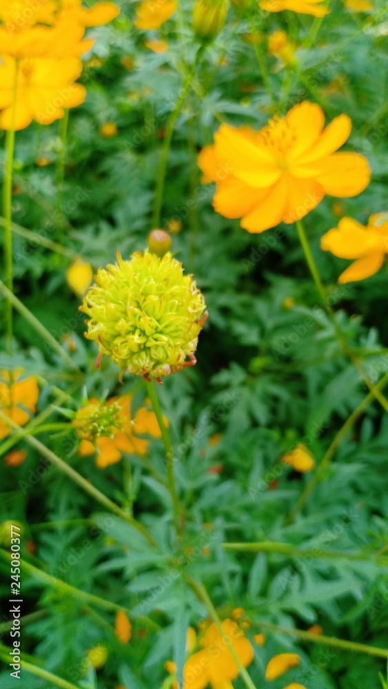 Starburst flowers blooming volume 8855 Starburst flowers blooming volume 8855