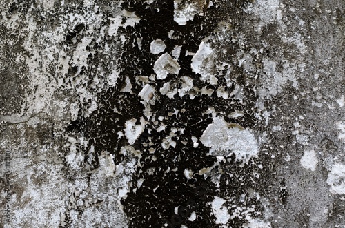 Background photo of black fungus on cement water tank that used to painted with white color. © baramyou0708