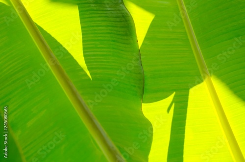 Fresh green banana leaf with shadow from sunlight in the morning.