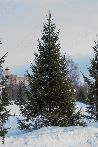 green tree on background of falling snow