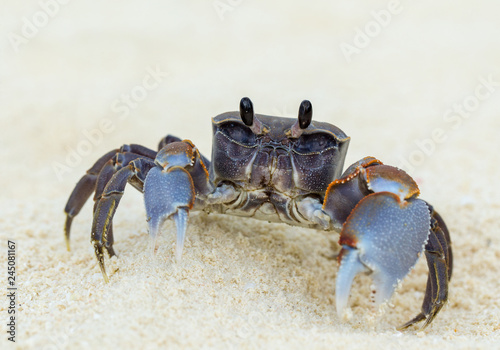 crab on tropical beach