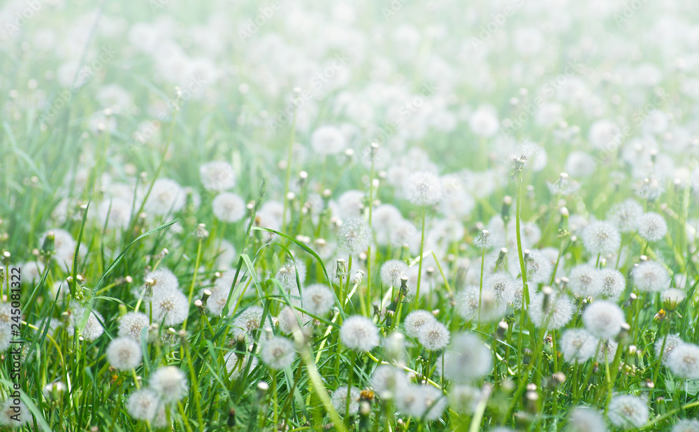 Obraz premium Zielone pole z mlecze.