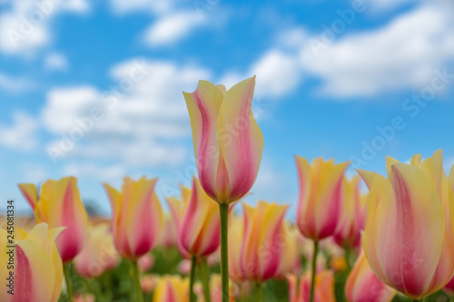 Beautiful pink-yellow-white tulip standing on a fields with blue sky and white clouds in the background