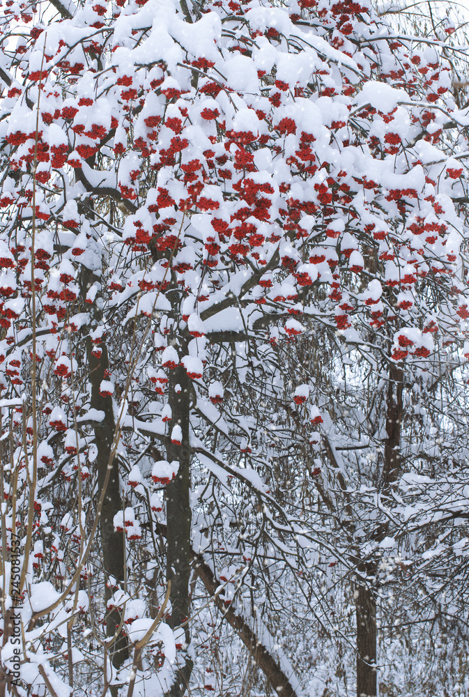 Background with bright red berries of mountain ash under snow Background with bright red berries of mountain ash under snow