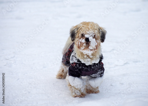 dog in a jacket curious looking around while walking in the winter © photolink