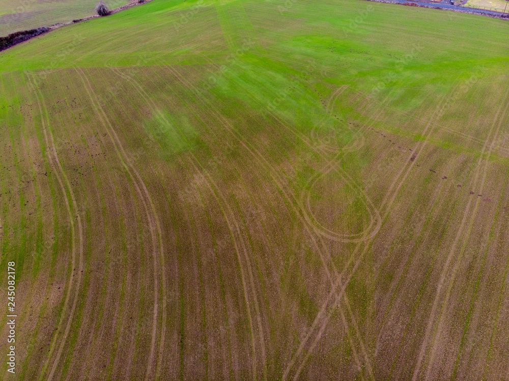 Aerial view of a farm field covered with early green winter crops. Field with footprints of farm equipment in lines and loops