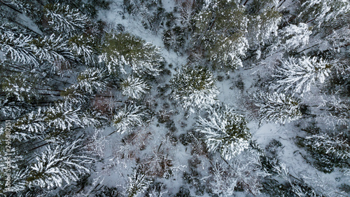 Winter forest above in Russia, snow covered trees © Quatrox Production