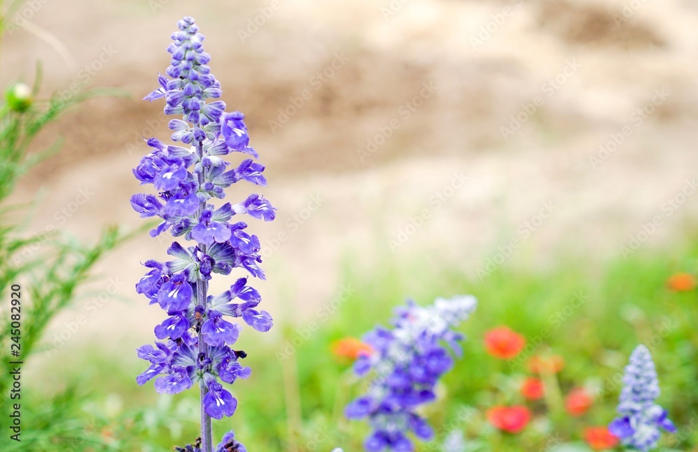 Obraz premium Blue salvia flower in garden 