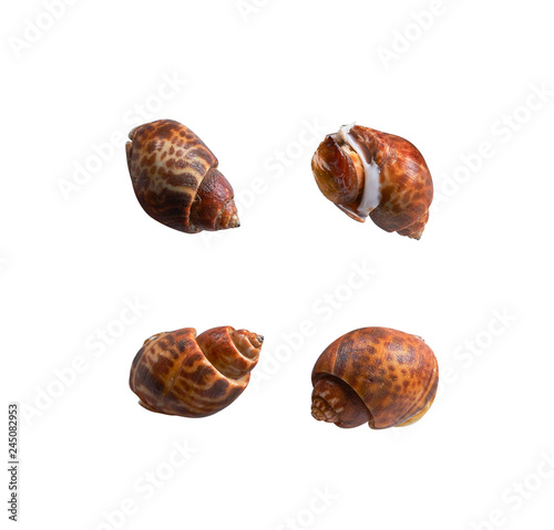 collection of shells isolated on white background