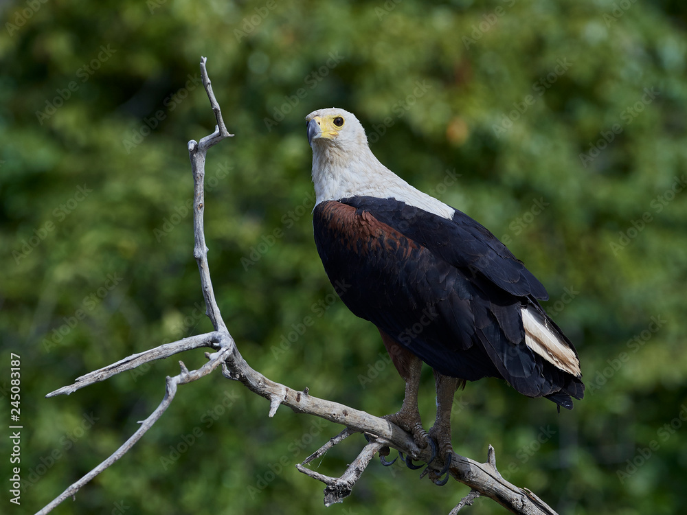Fototapeta premium African fish eagle (Haliaeetus vocifer),