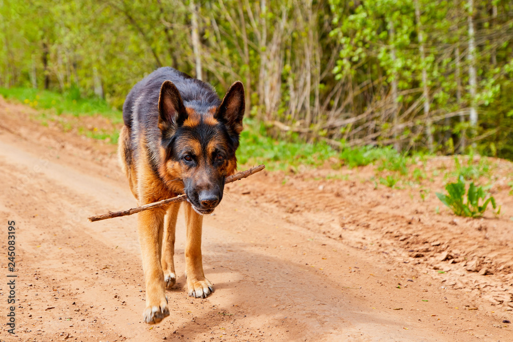 Dog German shepherd on a dirt road in a summer