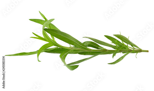 Fresh tarragon herbs, Tarragon herbs close up isolated on white background