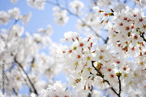 桜　そめいよしの　さくら　クローズアップ　青い空　接写　コピースペース © fucchie