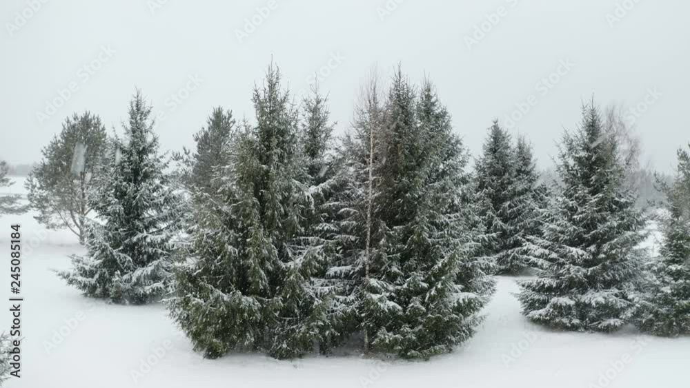 22061_Snow_is_raining_on_the_forest_with_the_spruce_trees.mov 22061_Snow_is_raining_on_the_forest_with_the_spruce_trees.mov