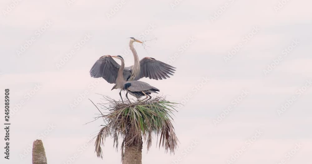 Pair of Great Blue Herons building a nest at the top of a palm tree in Florida wetlands
