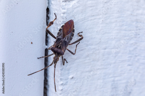 Close up view of a western conifer seed bug (Leptoglossus occidentalis) photo