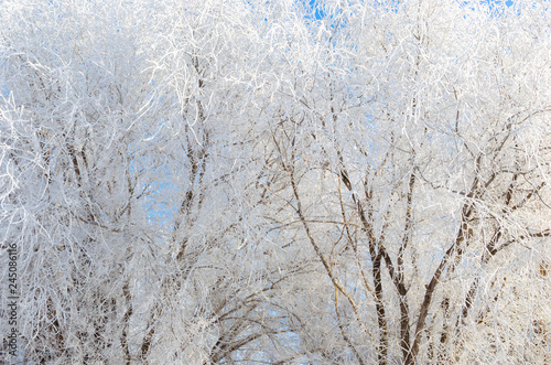 Covered with snow and frost tree branches on a frosty winter day. © freeman83