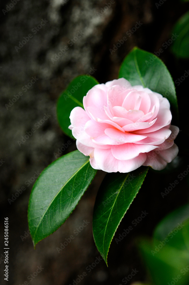 ピンク色の花 八重椿 Stock Photo Adobe Stock