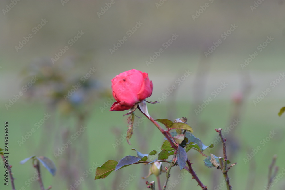 Obraz premium Flores ,rosas y floreros en el campo