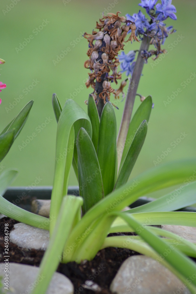 Obraz premium Flores ,rosas y floreros en el campo