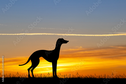 greyhound dog at sunset