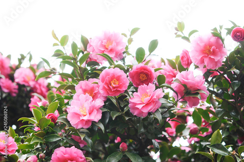 ピンクの花　サザンカ